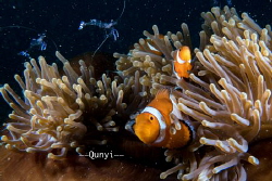 Picture was taken in Romblon, Philippines. Three nemo wit... by Qunyi Zhang 